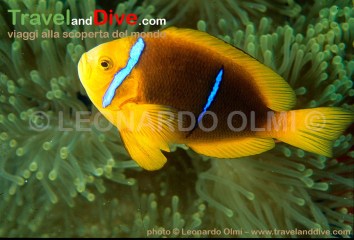 anemonefish-twoband-16-12-tif-copy
