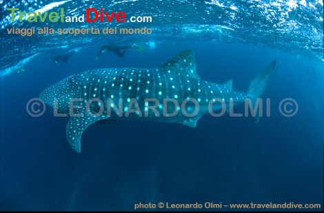 australia-6-11-tif-copia-copy