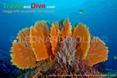 dsc_2659-tif-copia-copy