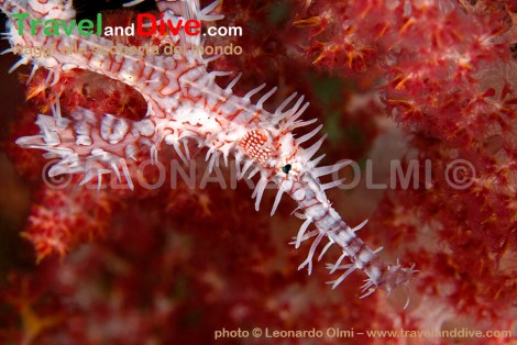 dsc_3290-tif-copia-copy