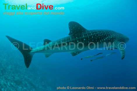 dsc_3836-tif-copia-copy