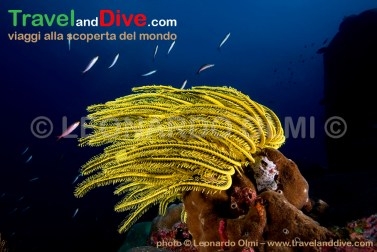 dsc_3926-tif-copia-copy