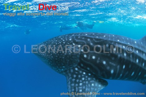 similan-2-14-tif-copia-copy
