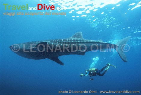 similan-4-15-tif-copia-copy