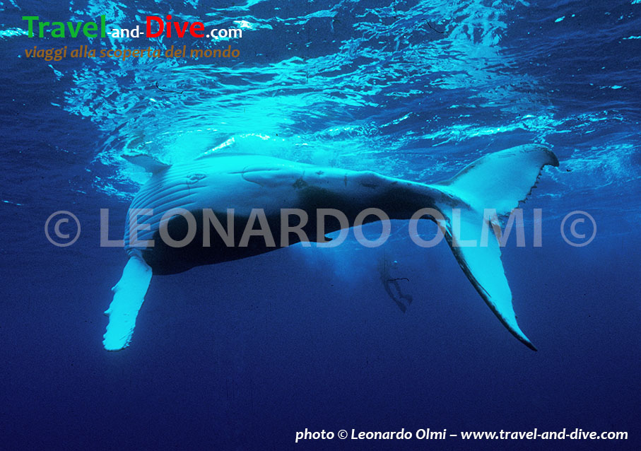 (1-7) TIF2 copia copy