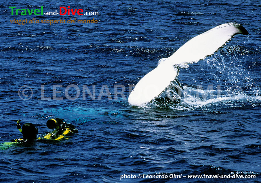 (27-14) TIF2 copia copy