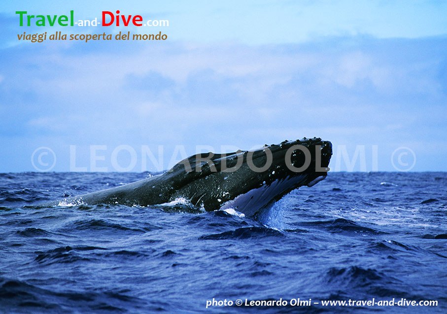 (40-5) TIF copia copy