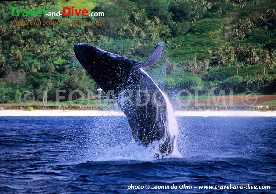 (45-2) TIF copia copy