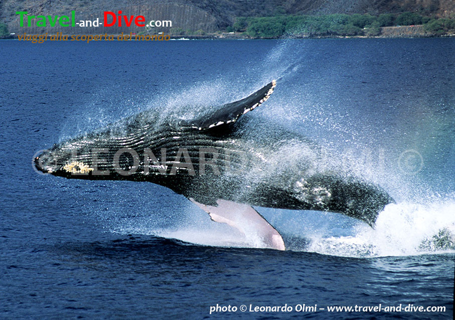 (48-12) TIF copia copy