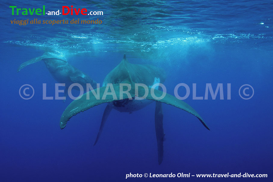 DSC_5531 TIF copia copy