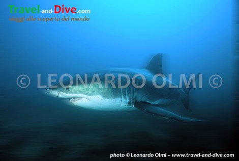 (14-4) TIF2 blur copia copy