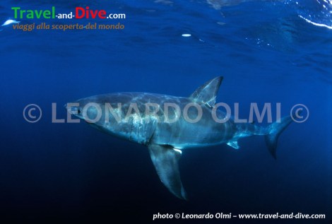 (2-5) TIF copia copy