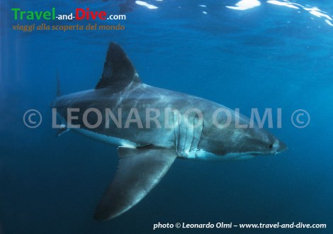 (3-4) TIF2 copia copy