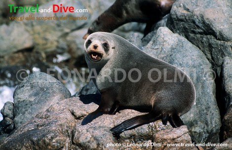 (34-3) TIF copia copy