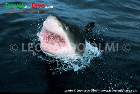 (40-1) TIF copia copy