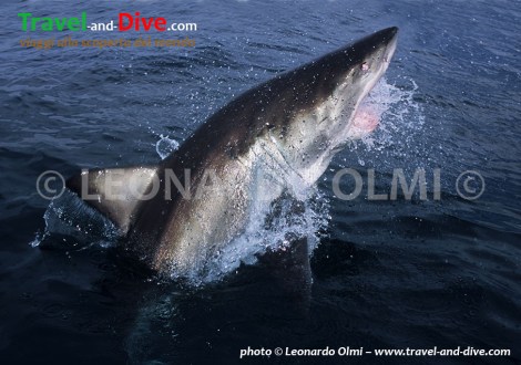 (40-6) TIF copia copy