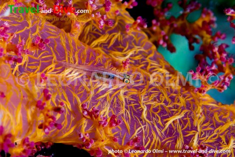 DSC_5685 TIF copia copy