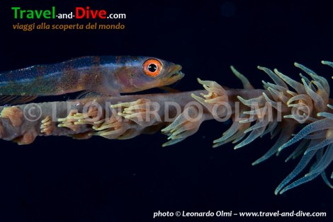 Red Sea, Sudan, Sha'ab Rumi south, coral goby DSC_5716 TIF copia copy.jpg