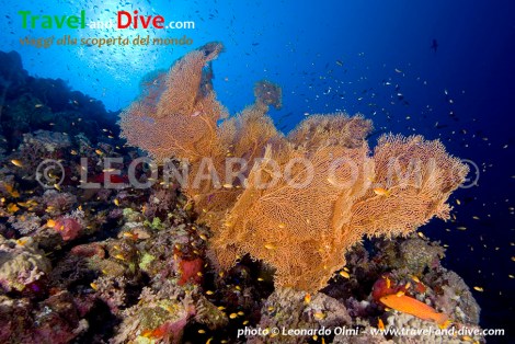 Red Sea, Sudan, Sha'ab Rumi south, gorgonia sea fans DSC_5804 TIF copia copy.jpg